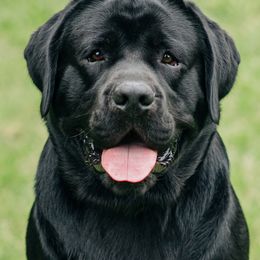 Jett - Labrador Retriever