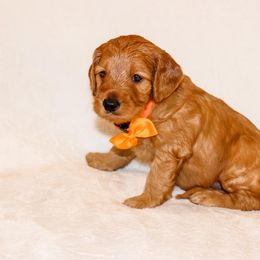 Goldendoodle Puppies from Celebrity Doodles DFW
