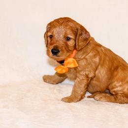 Goldendoodle Puppies from Celebrity Doodles DFW