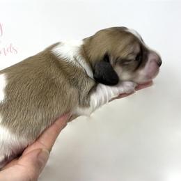 Dachshund Puppies from Legacy Lane Dachshunds
