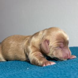 Thor - Red male Dachshund puppy in Afton, Oklahoma from C5 Doodles