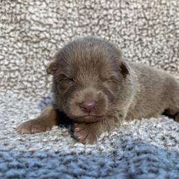 Serendipity - Isabella female German Shepherd puppy in Lebanon County, Pennsylvania from Regalimage