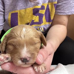 Cavapoo and Cockapoo Puppies from The Barkery