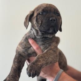 Valkyr - Chestnut brindle female Cane Corso puppy in Cable, Ohio from Americana Cane Corso