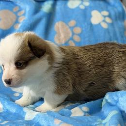 Boy 2 - Red male Pembroke Welsh Corgi puppy in Moulton, Alabama from Reed's Pembroke Corgi Welsh