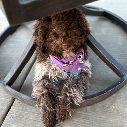 Lagotto Romagnolo Puppies from Anna’s Lagottos