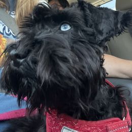 Cici - Miniature Schnauzer