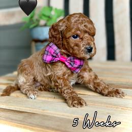Finn - Red male Cavapoo puppy in Runaway Bay, Texas from Green Ranch Doodles