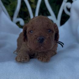 Sunny - Red male Assorted Doodle Crosses puppy in Yuba City, California from Lucky Day Doodles