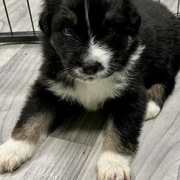 Beta - Black tri-color female Australian Shepherd puppy in Putnam County, New York from Highland Haven Australian Shepherds