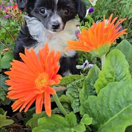 Holly Long Star Angel - Black and white female Chinese Crested puppy in Amarillo, Texas from Victoria's Chinese Cresteds Long Star Angels