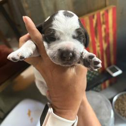 Wolverine - Brown and gray male Wirehaired Pointing Griffon puppy in Grangeville, Idaho from Happy Hollow Griffons