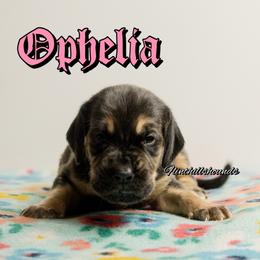 Ophelia - Black and tan female Bloodhound puppy in Wamego, Kansas from Flint Hills Hounds