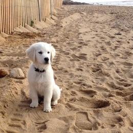 Goldendoodle and Golden Retriever Puppies from Canterbury Canines