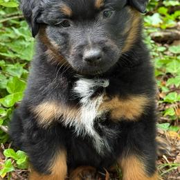 Goose - Black tri-color male Australian Shepherd puppy in Irmo, South Carolina from Triple S Farms
