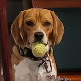 Balley - Beagle