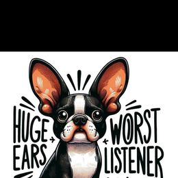 Kenzie - Boston Terrier