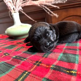 Labrador Retriever Puppies from Salt Run Retrievers