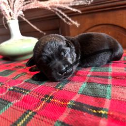 Labrador Retriever Puppies from Salt Run Retrievers