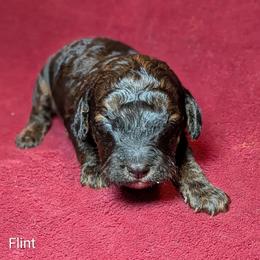 Flint - Black and tan male Cockapoo puppy in Sunset, Louisiana from Cano Cockapoos