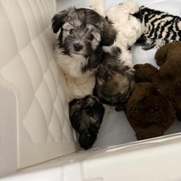 Havanese Puppies from Happytailspuppies