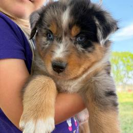 Patsy - Blue merle female Australian Shepherd puppy in Roff, Oklahoma from Circle J Aussies