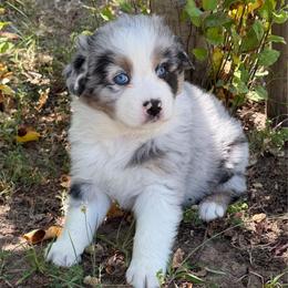 Dallas - Blue merle male Australian Shepherd puppy in Olivehurst, California from Double M Aussies