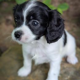 Pixie - Black and white female Cavapoo puppy in San Diego, California from WW Cavapoos