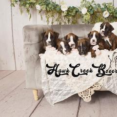 Boxer Puppies from Hawk Creek Boxers