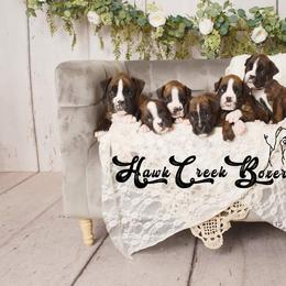 Boxer Puppies from Hawk Creek Boxers