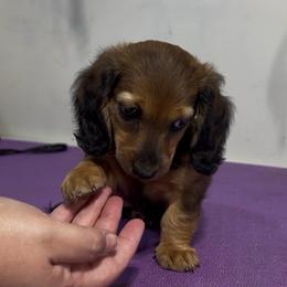 Lily - Dachshund