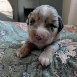 Lucky - Blue merle male Miniature Australian Shepherd puppy in Crockett, Texas from Pleasant Grove Aussies