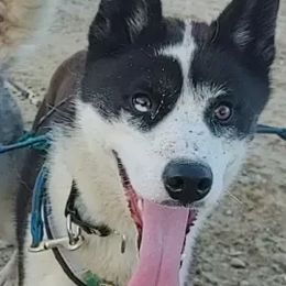 Carina - Siberian Husky