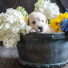 Boy 3 - Golden Retriever puppy in Franklin County, North Carolina from Cedar Bend Goldens