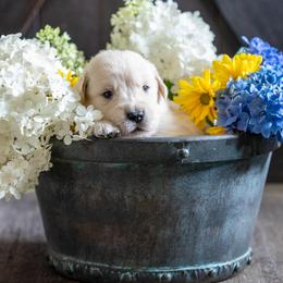 Boy 3 - Golden Retriever puppy in Franklin County, North Carolina from Cedar Bend Goldens