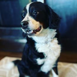 Birdie - Bernedoodle