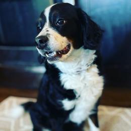 Birdie - Bernedoodle