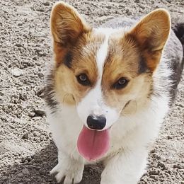 Diesel - Pembroke Welsh Corgi
