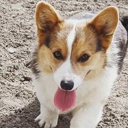 Diesel - Pembroke Welsh Corgi