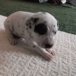 "Red collar male" Dalmatian Puppies from Shelbys Pawsome Dalmatians