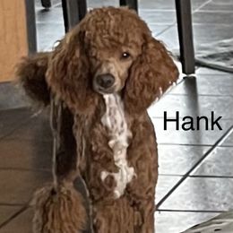 Hank - Poodle