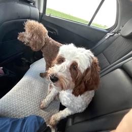 Laylay - Parti female Goldendoodle puppy in Tolono, Illinois from The Golden Rule Doodles