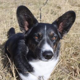 Ritter - Cardigan Welsh Corgi
