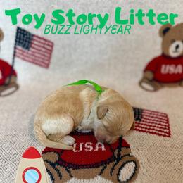Buzz - Apricot male Goldendoodle puppy in Houston, Texas from Golden Life Doodles