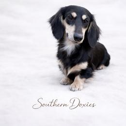 Cora - Dachshund