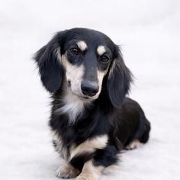Cora - Dachshund