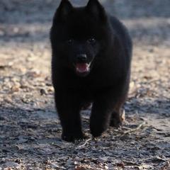 Schipperke All Grown Up from Safari Schipperkes