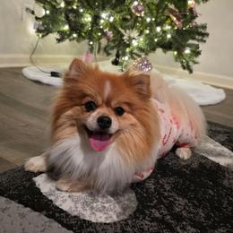 Bella - Pomeranian