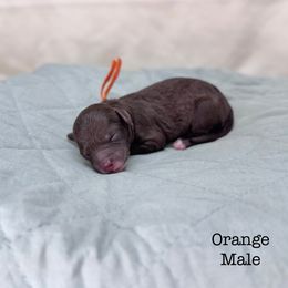 Orion - Chocolate male Goldendoodle puppy in Mustang, Oklahoma from The Doodle grove