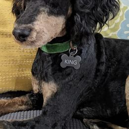 Goldendoodles and Poodles from Arizona Poodle Queen